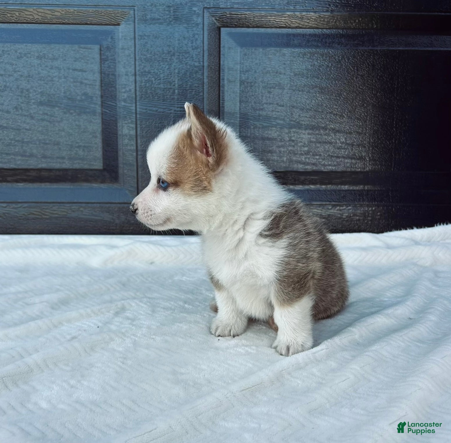 Welsh Corgi Pembroke dogs David Welsh Corgi Pembroke Puppy  - Ad 2