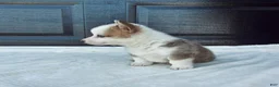 Welsh Corgi Pembroke dogs for sale: David Welsh Corgi Pembroke Puppy  - Ad 2