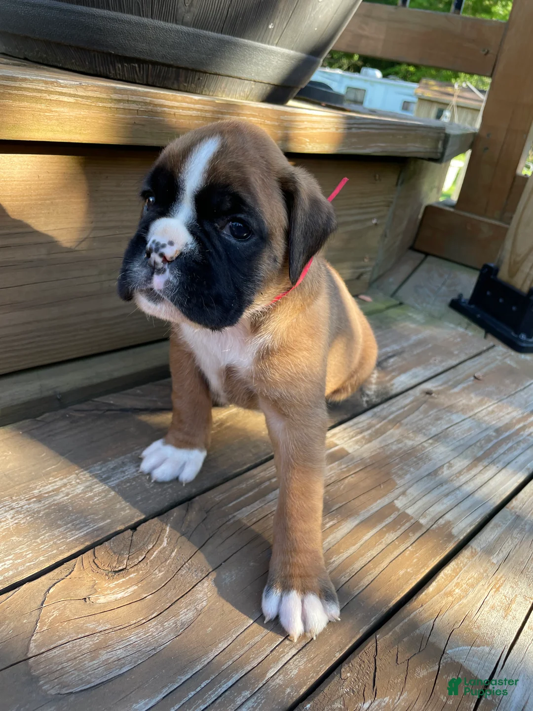 Boxer dogs for sale: Red - Ad 7