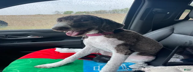 Stella