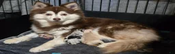 Pomsky dogs for sale: Toy red merle - Ad 17