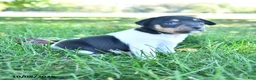 Rat Terrier dogs for sale: Pansy - Ad 5