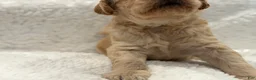 Goldendoodle dogs for sale: Goldendoodle Puppy 1 - Ad 5