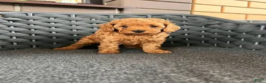 Toy Poodle 2