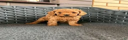 Toy Poodle dogs for sale: Toy Poodle 2 - Ad 1