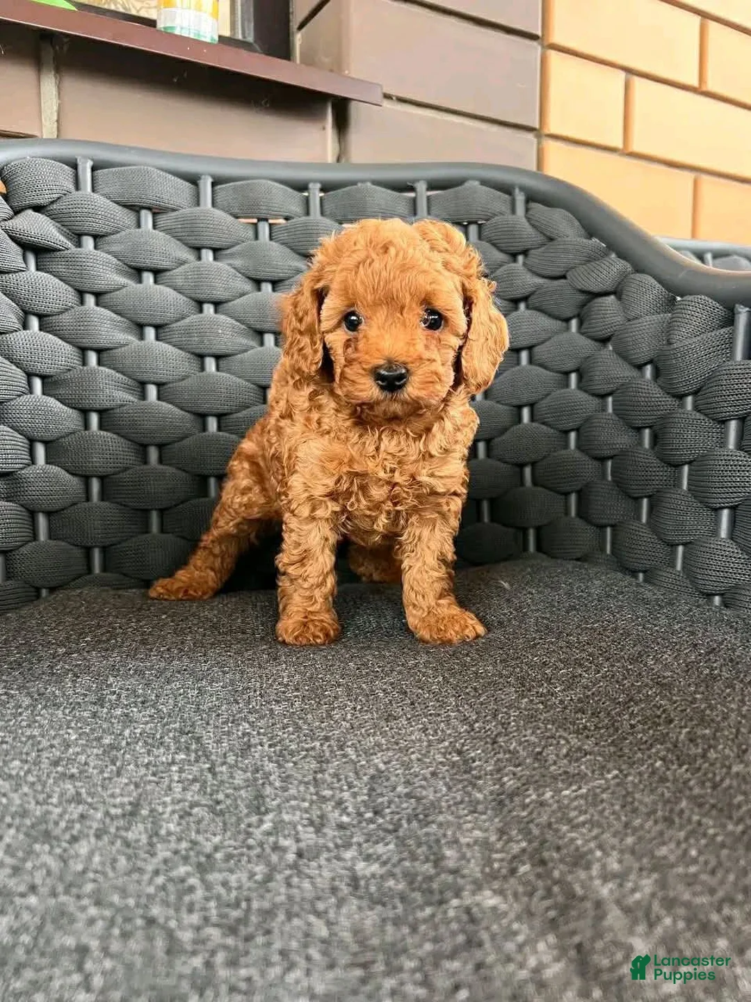 Toy Poodle dogs for sale: Toy Poodle 2 - Ad 1