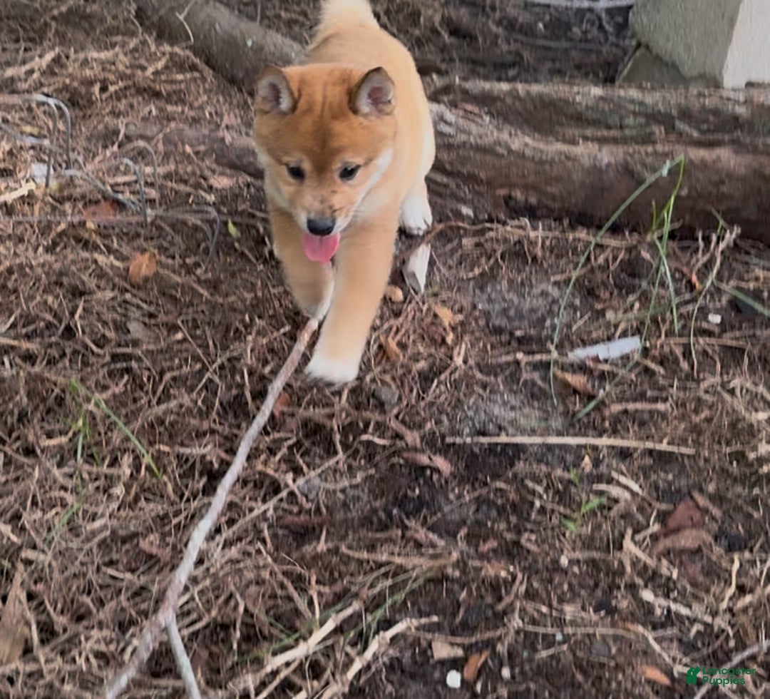 Shiba Inu dogs for sale: Shiba Inu Puppy 5 - Ad 24