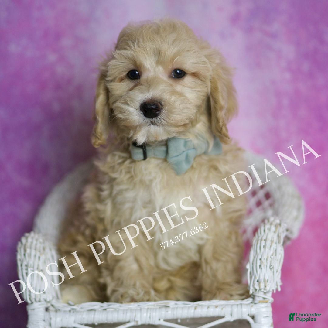 Maltipoo dogs for sale: Biscuit - Ad 6