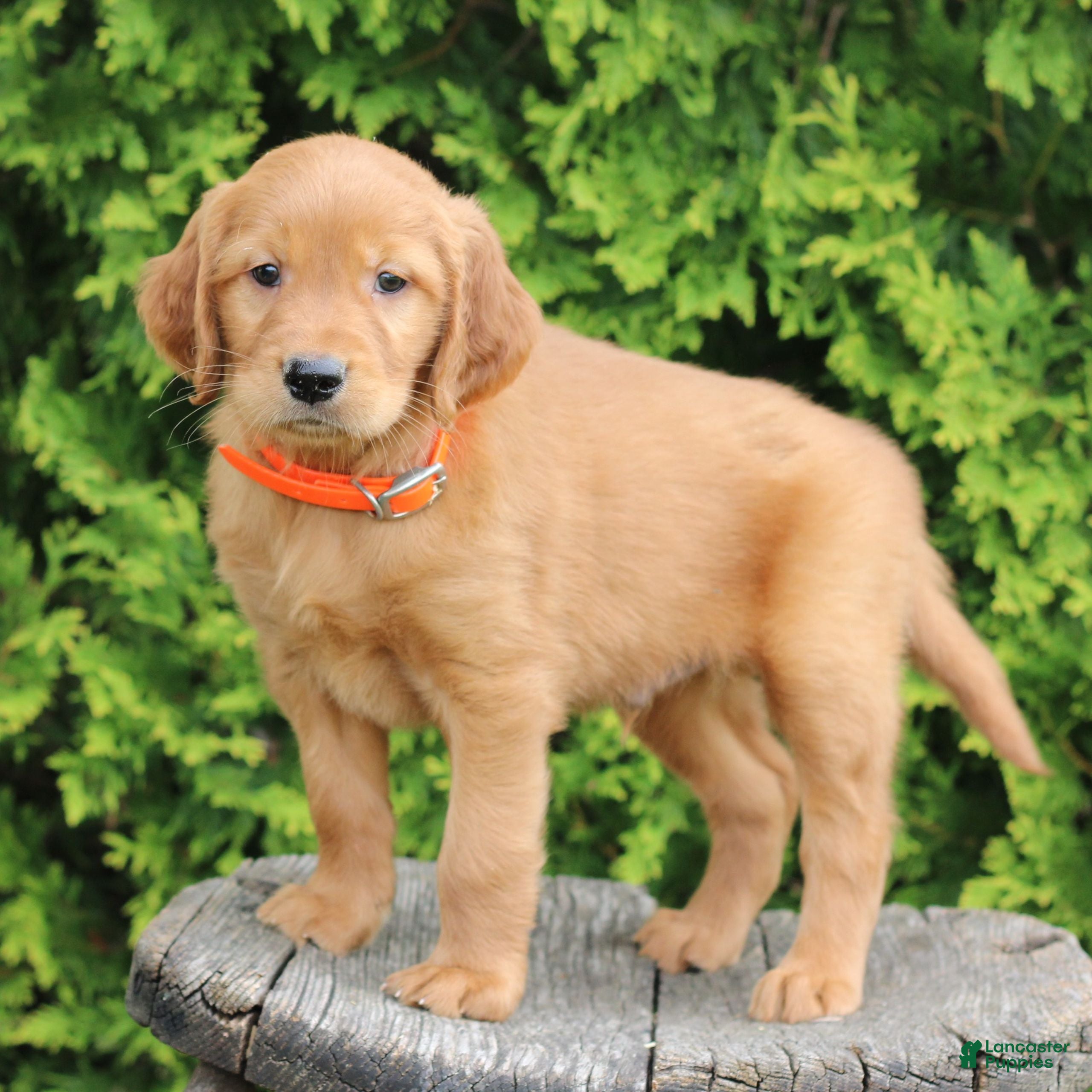 Mixed Breed dogs Wilson  - Ad 1