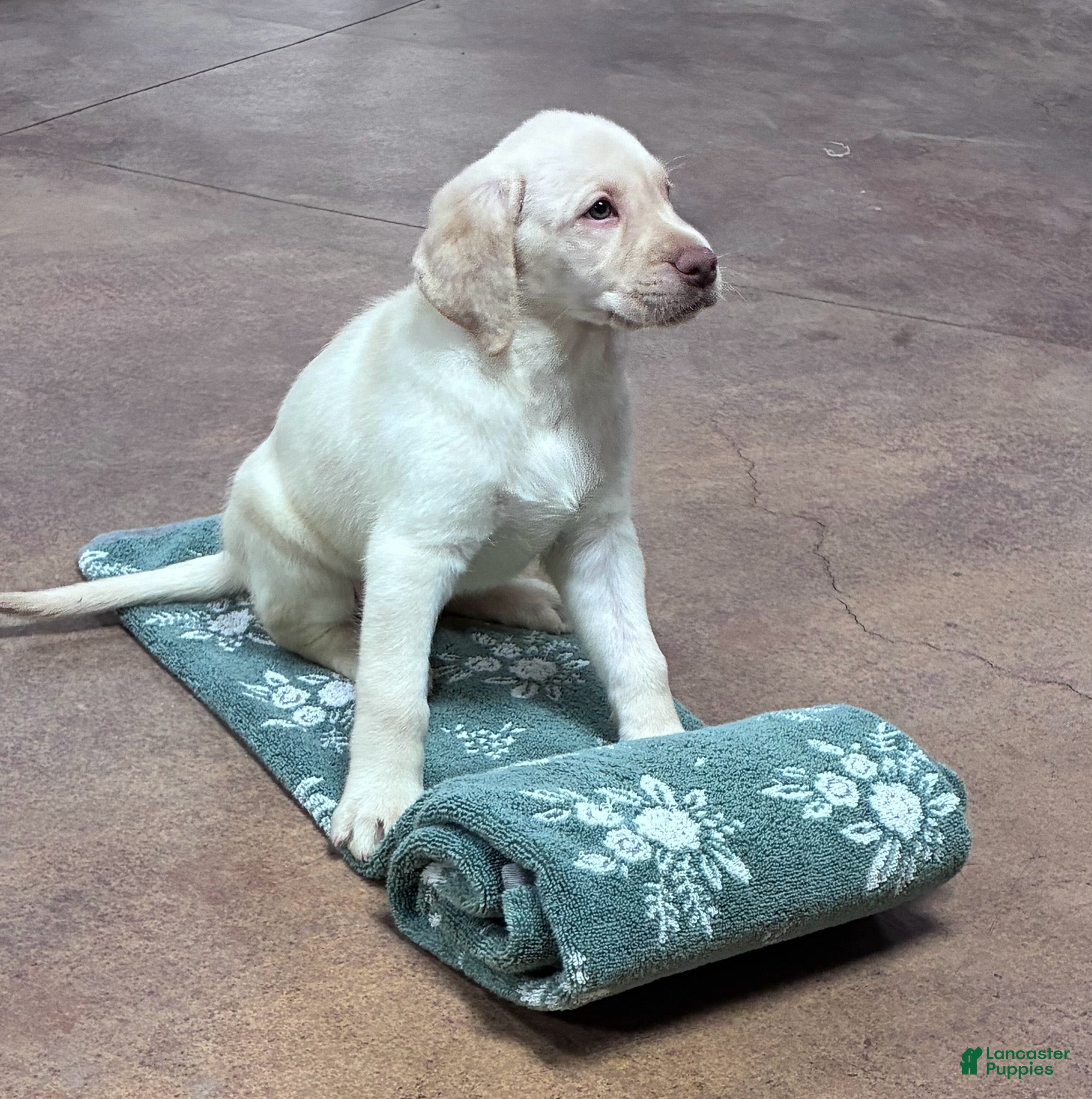 Labrador Retriever dogs Girl 1 - Ad 15