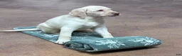 Labrador Retriever dogs for sale: Girl 1 - Ad 1