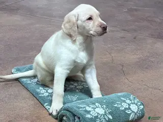 Labrador Retriever dogs Girl 1 - Ad 15