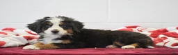 Bernese Mountain Dog dogs for sale: Lavender - Ad 2