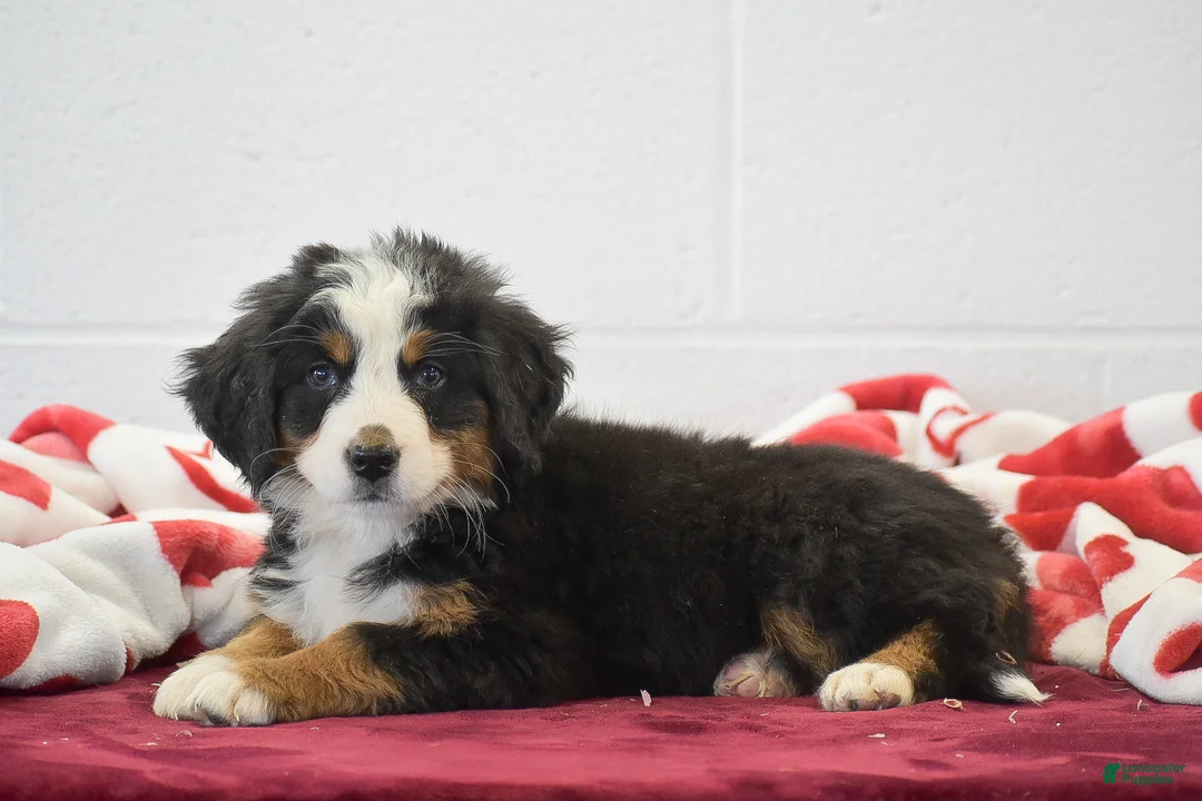 Bernese Mountain Dog dogs for sale: Lavender - Ad 2