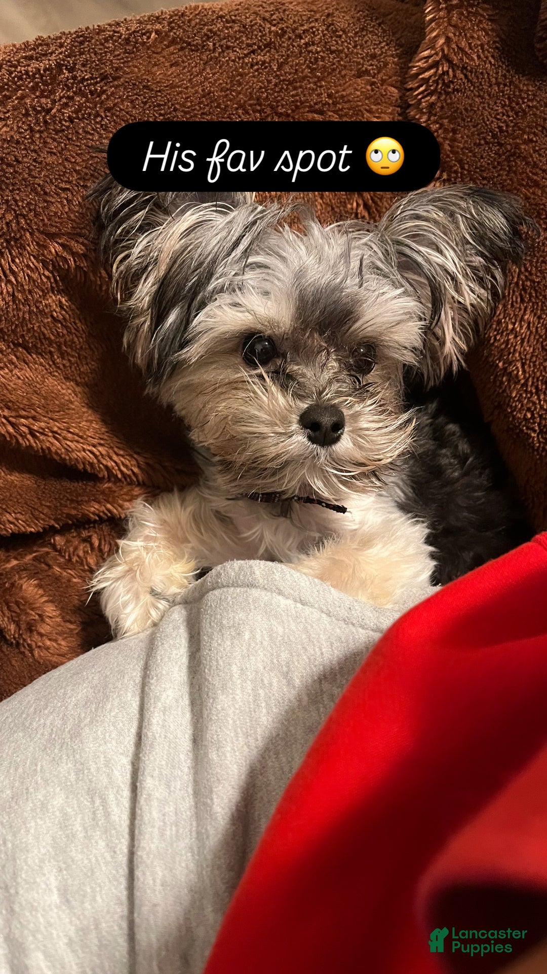 Yorkiepoo dogs for sale: Chipotle  - Ad 5