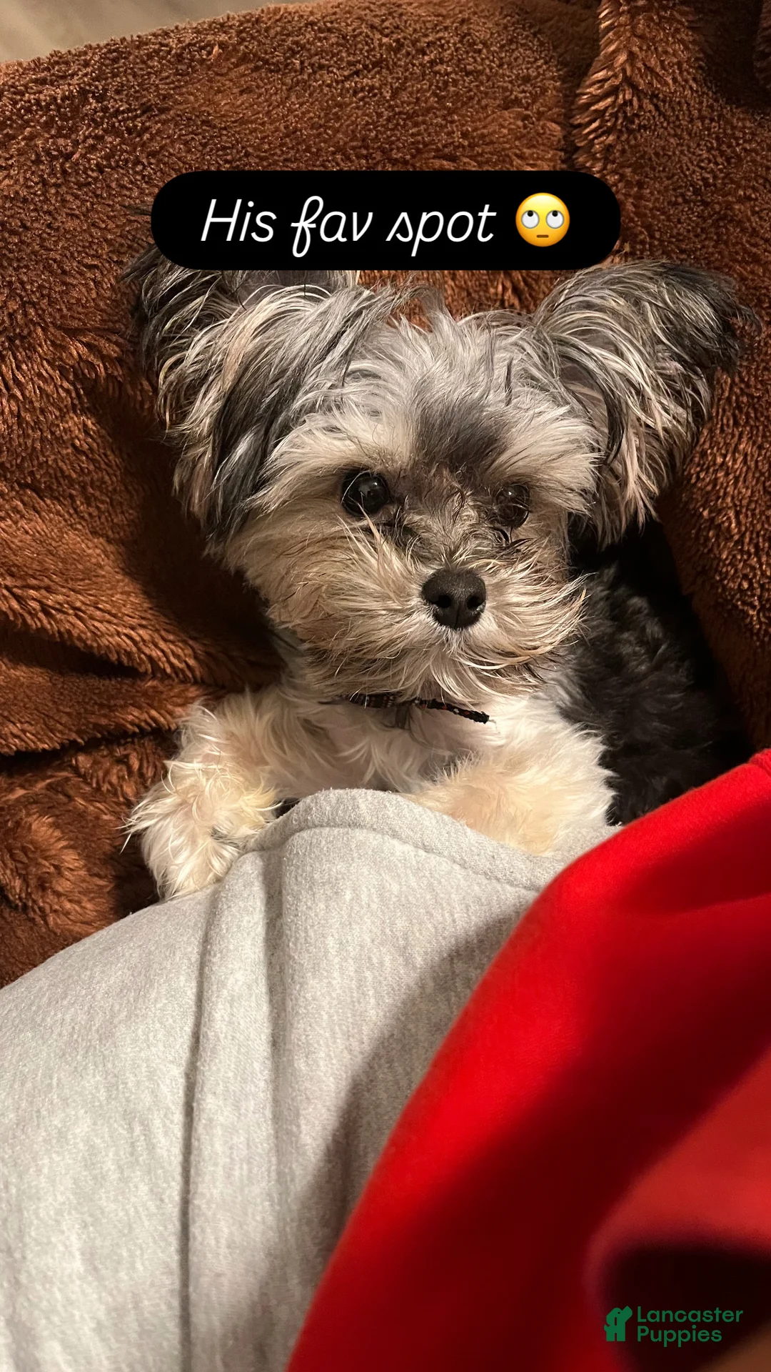 Yorkiepoo dogs for sale: Chipotle  - Ad 5