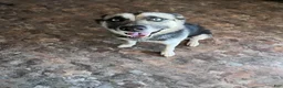 Gerberian Shepsky dogs for sale: Gerberian Shepsky Puppy 1 - Ad 6