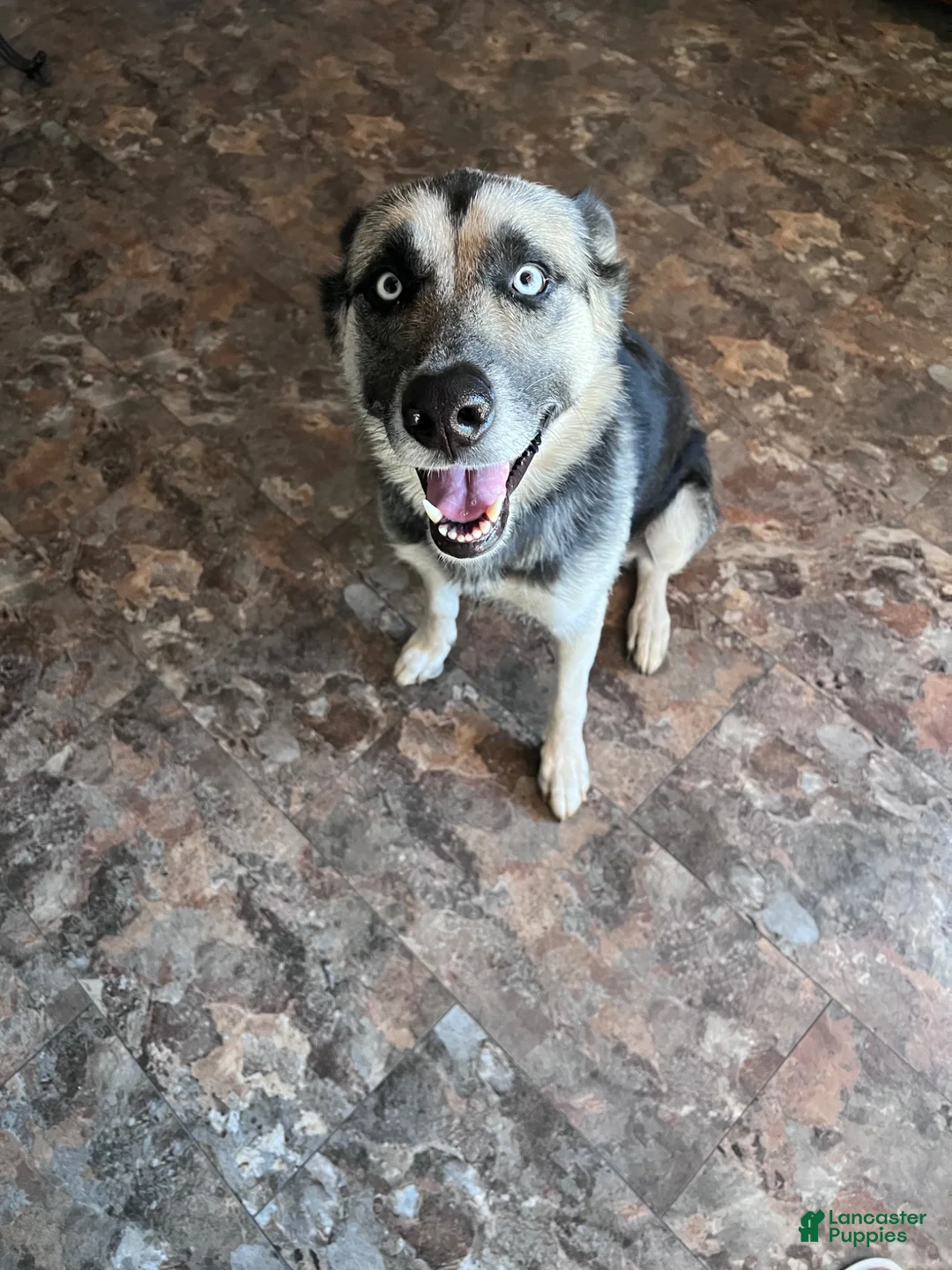 Gerberian Shepsky dogs for sale: Gerberian Shepsky Puppy 1 - Ad 6