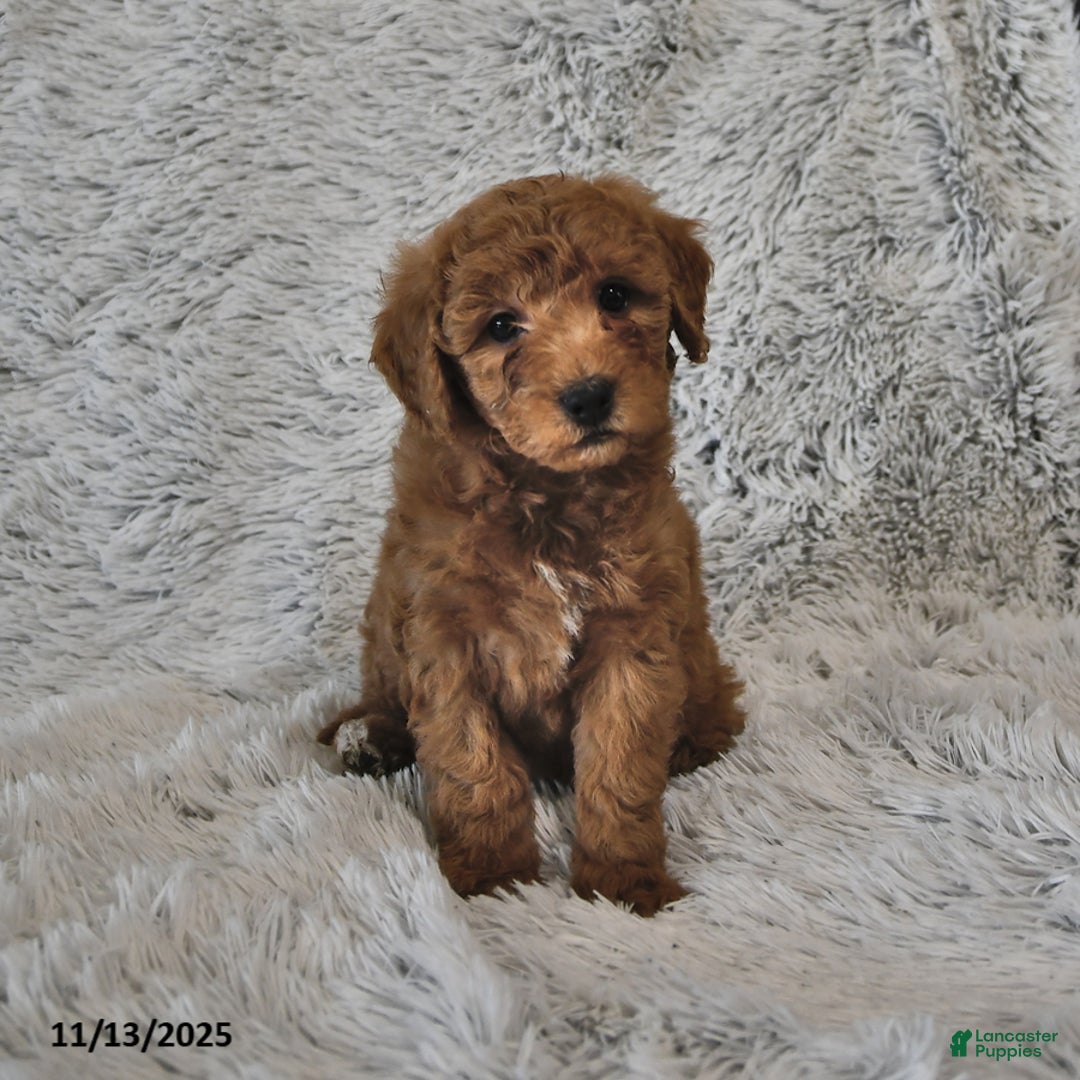 Mini Goldendoodle dogs for sale: Sandy - Ad 2