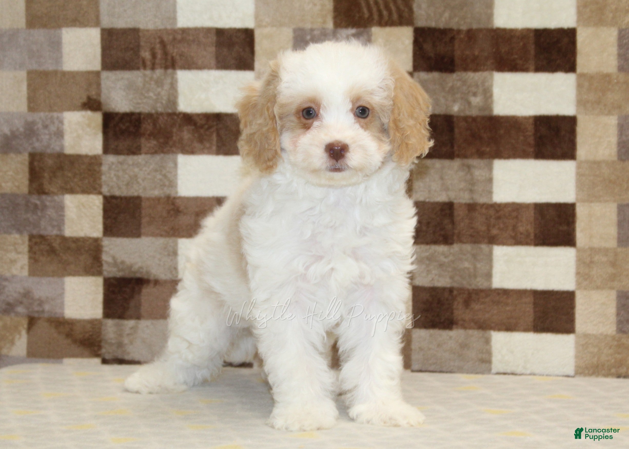 Mini Bernedoodle dogs Casey - Ad 2