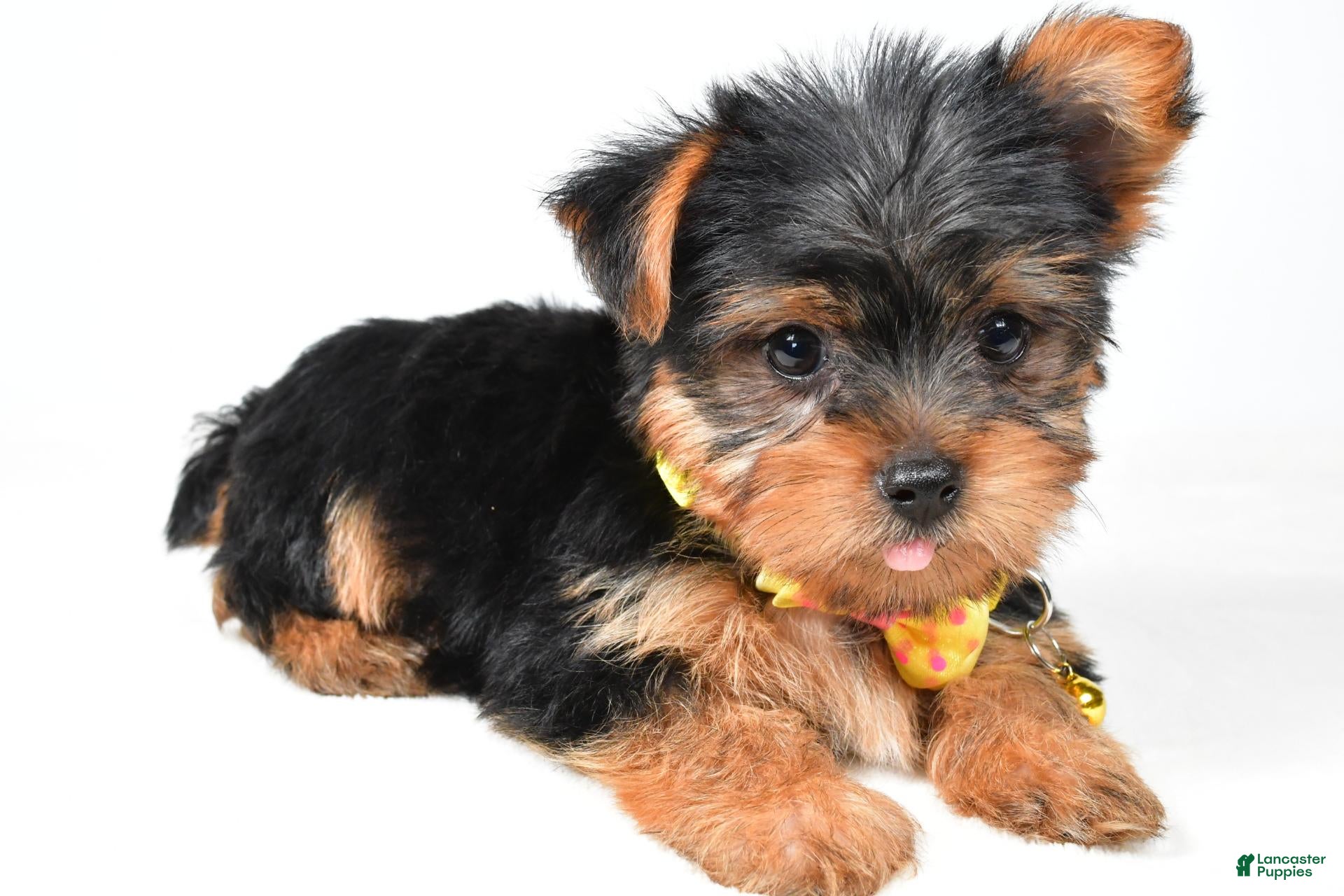 Yorkshire Terrier dogs Robby - Ad 2