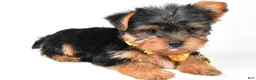 Yorkshire Terrier dogs for sale: Robby - Ad 2