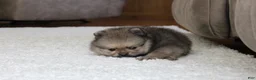 Pomeranian dogs for sale: Logan - Ad 2