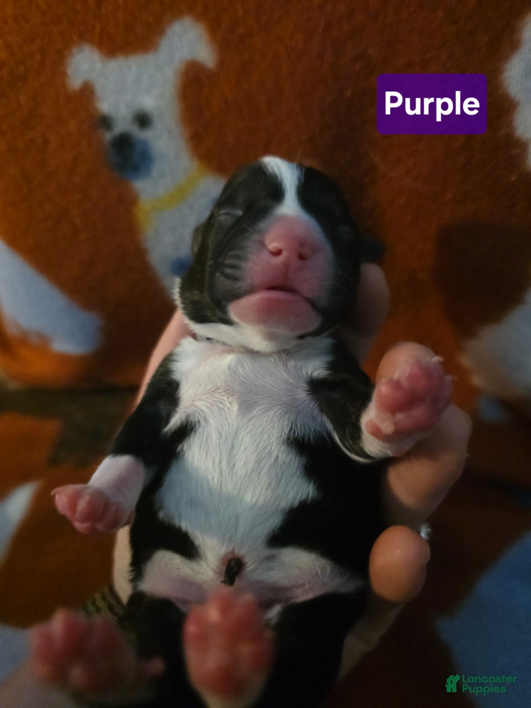 Mixed Breed dogs for sale: Purple - Ad 12