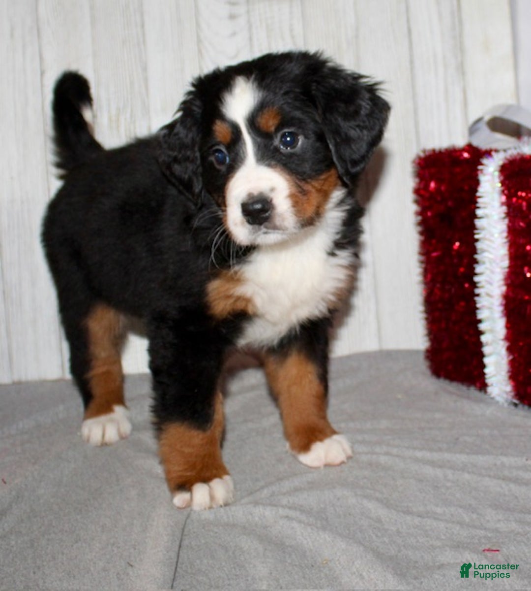 Bernese Mountain Dog dogs for sale: Lilly - Ad 7