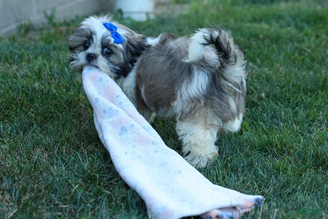 Shih Tzu dogs for sale: MILO - Ad 1