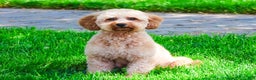 Mini Goldendoodle dogs for sale: Sarah - Ad 5