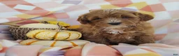 Mixed Breed dogs for sale: Sugar  - Ad 1
