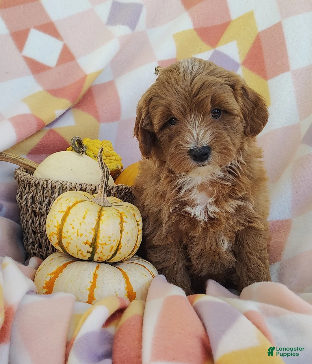Mixed Breed dogs for sale: Sugar  - Ad 1