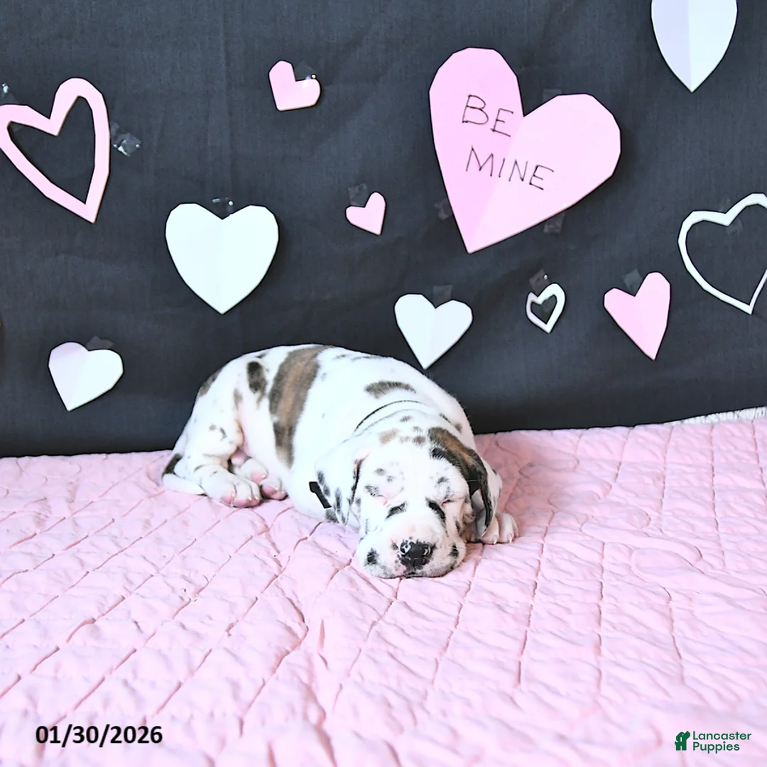 Great Dane dogs for sale: Wilson RARE COLOR - Ad 4