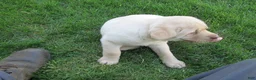 Labrador Retriever dogs for sale: Labrador Retriever Puppy 5 - Ad 2