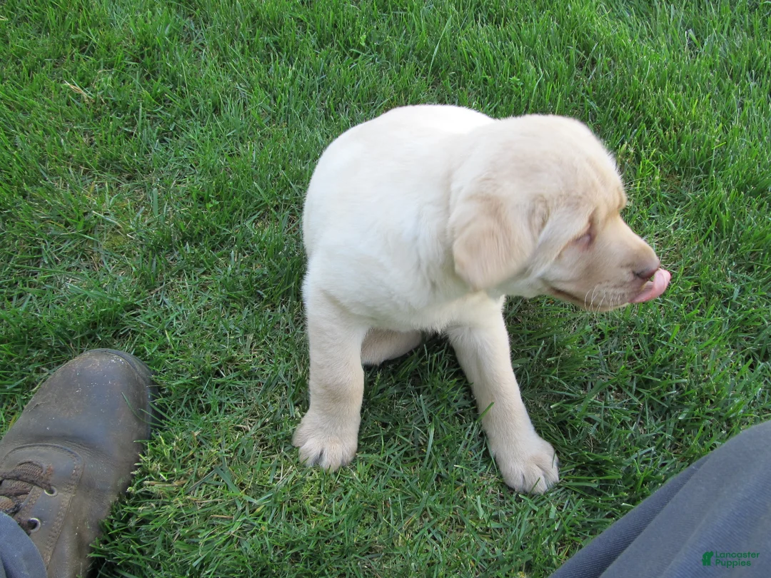 Labrador Retriever dogs for sale: Labrador Retriever Puppy 5 - Ad 2