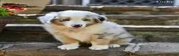 Australian Shepherd dogs for sale: Lucky - Ad 1