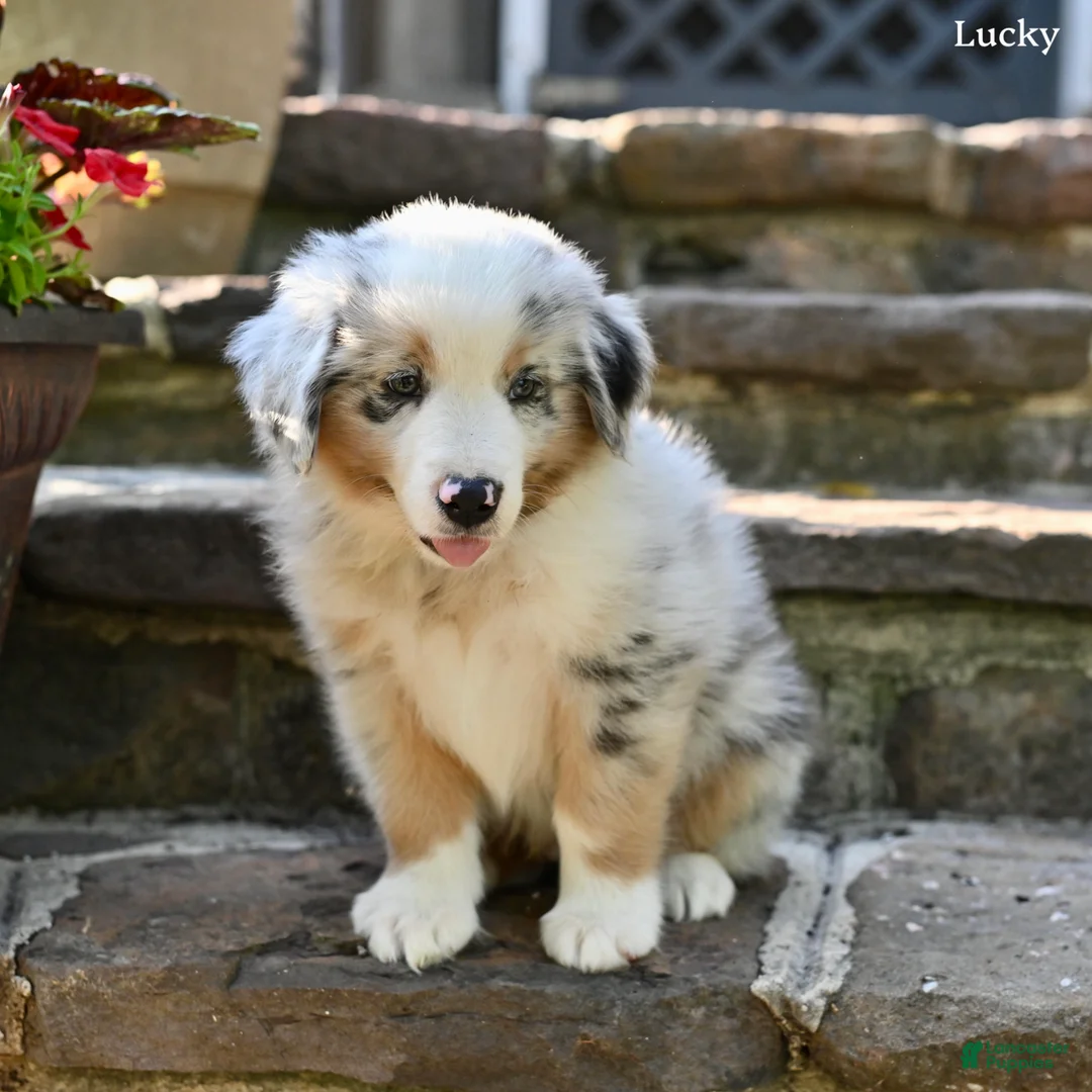 Australian Shepherd dogs for sale: Lucky - Ad 1