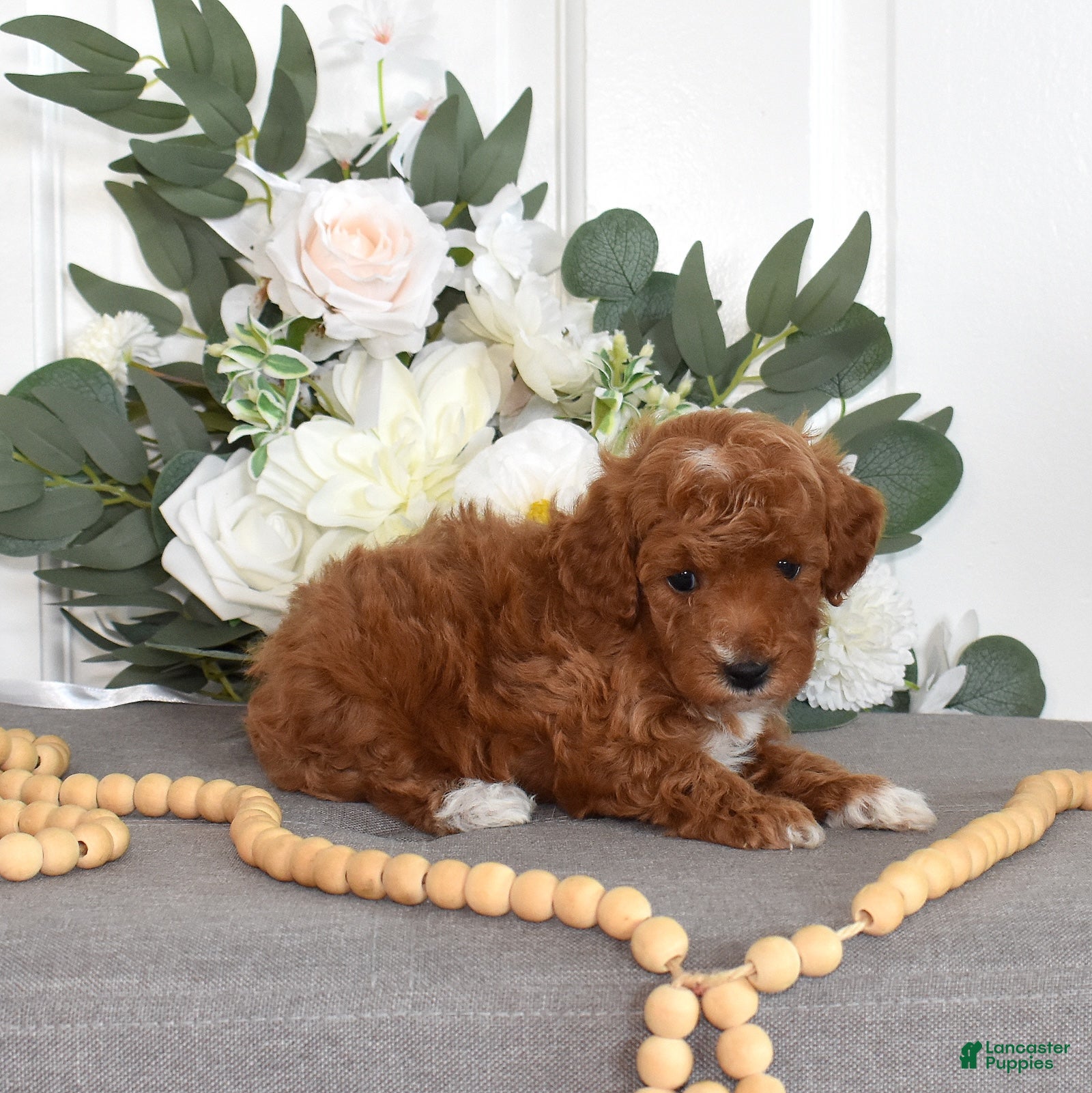 Toy Poodle dogs Palmer  - Ad 2