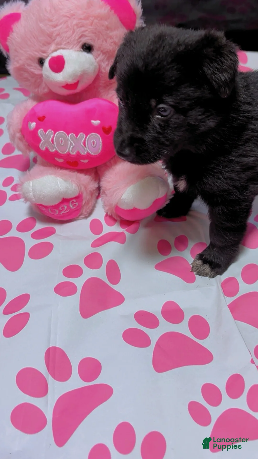 German Shepherd dogs for sale: Storm - Ad 3