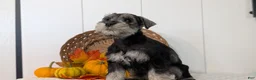 Miniature Schnauzer dogs for sale: Zoey - Ad 8