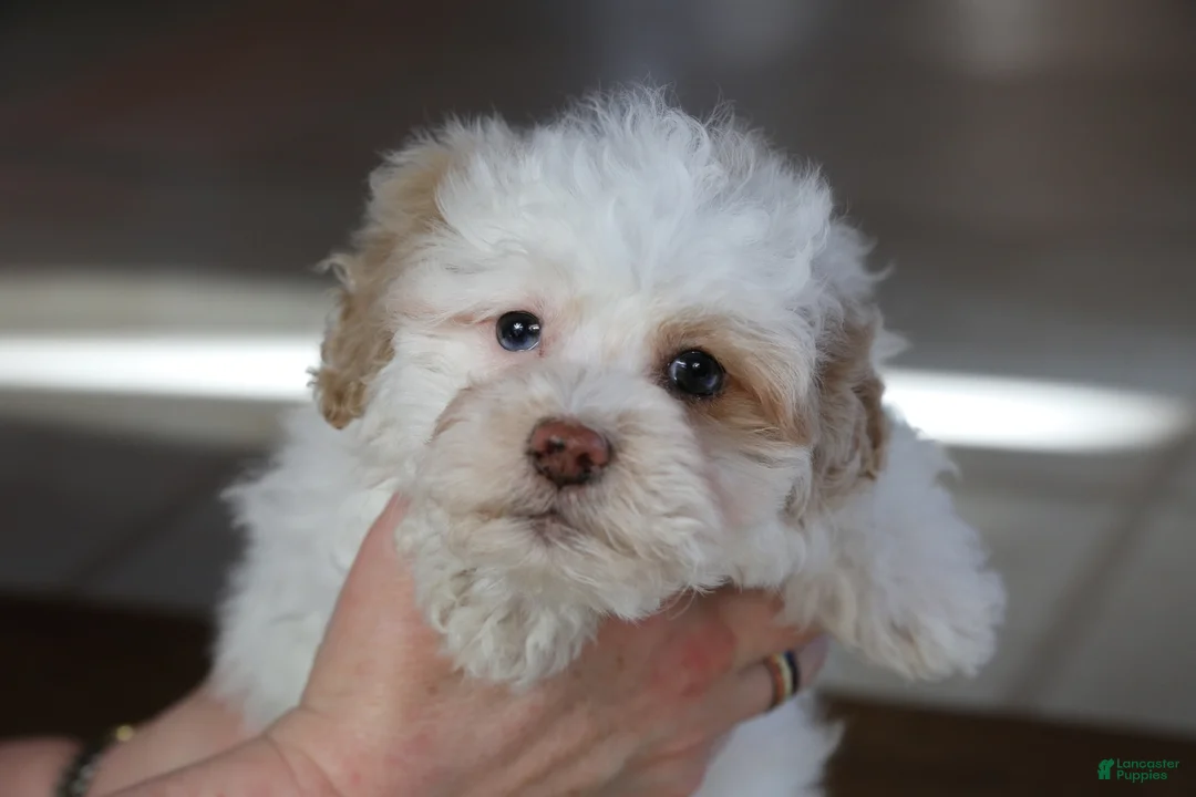 Shihpoo dogs for sale: Charlee - Ad 9