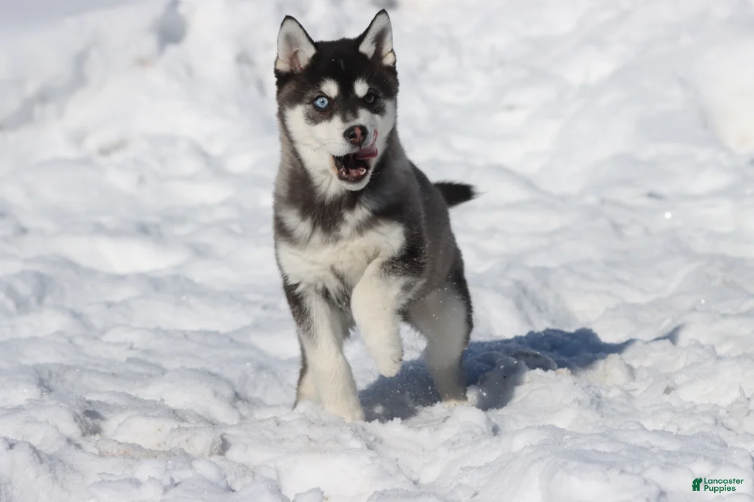 Alaskan Klee Kai dogs for sale: Jack Frost - Ad 4