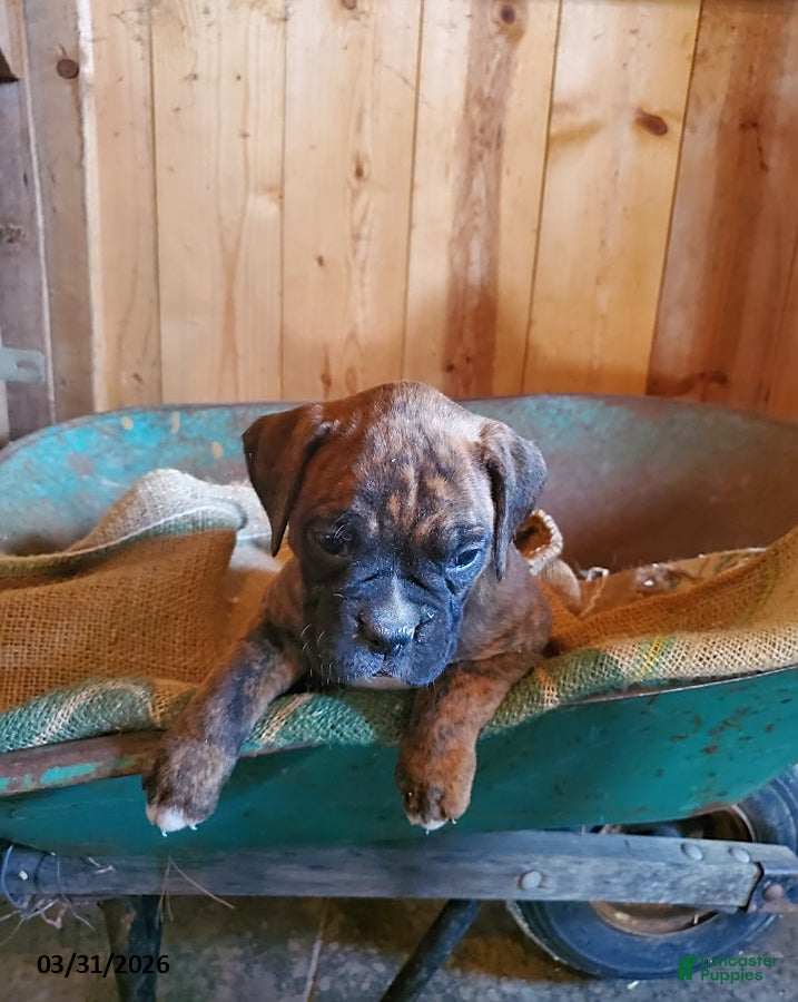 Boxer dogs Trixie - Ad 2