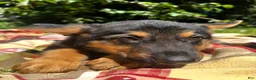 German Shepherd dogs for sale: Benjamin - Ad 2