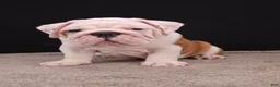 English Bulldog dogs for sale: Hank - Ad 15