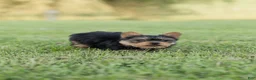 Yorkshire Terrier dogs for sale: Rusty - Ad 5