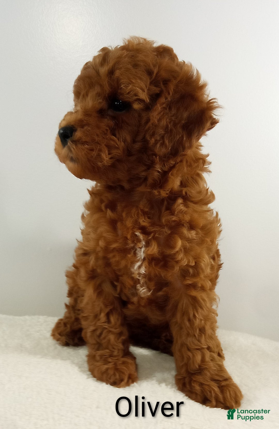 Toy Poodle dogs for sale: Oliver-AKC  - Ad 7