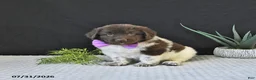 Newfoundland dogs for sale: Maybelle - Ad 3
