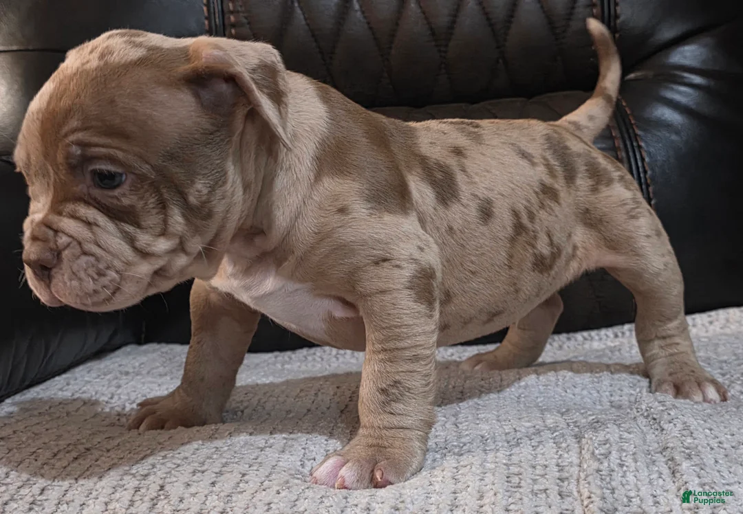 American Pit Bull Terrier dogs for sale: Paintball  - Ad 4